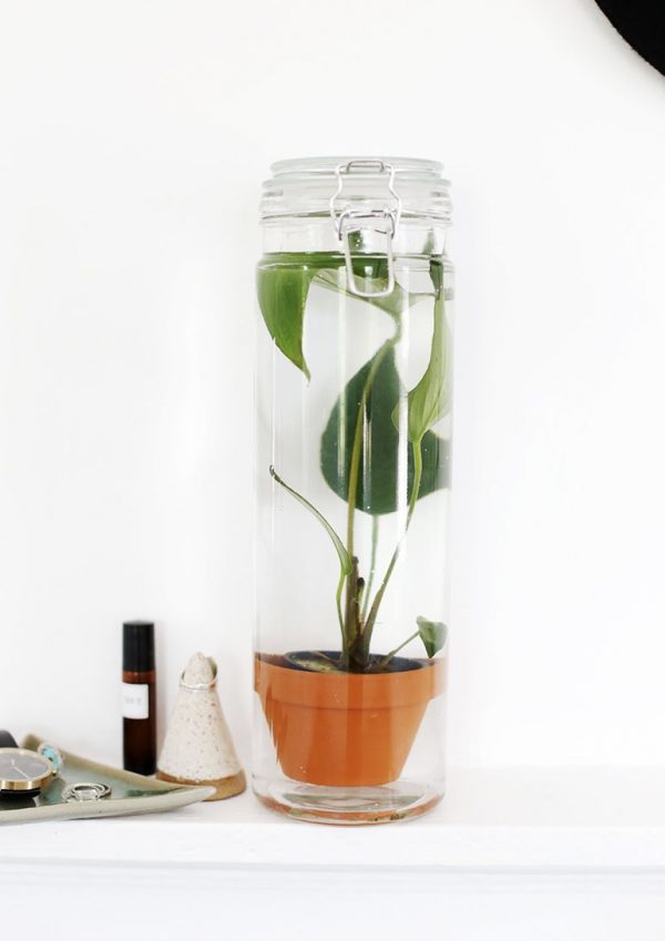 diy groen plant diy groen plant