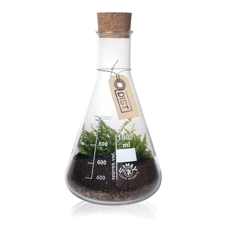Plant in fles Plant in fles